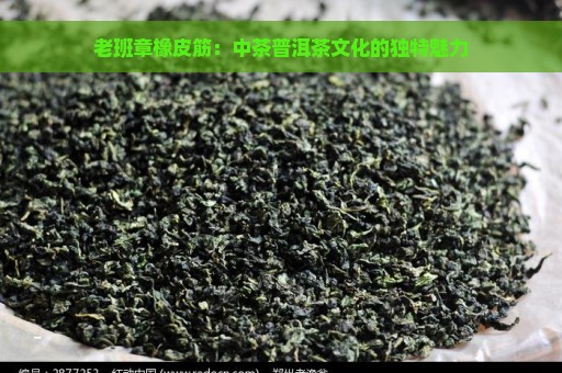 老班章橡皮筋：中茶普洱茶文化的独特魅力