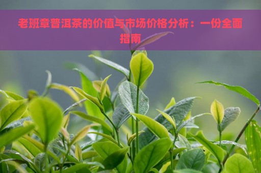 老班章普洱茶的价值与市场价格分析：一份全面指南