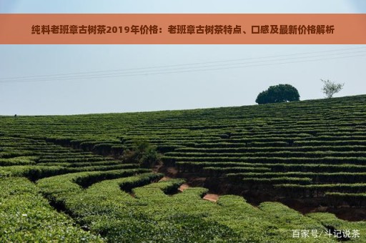 纯料老班章古树茶2019年价格：老班章古树茶特点、口感及最新价格解析