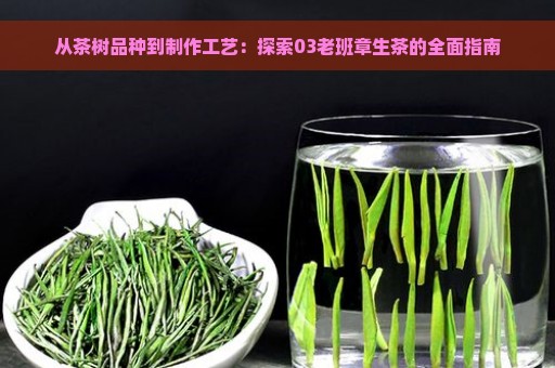 从茶树品种到制作工艺：探索03老班章生茶的全面指南