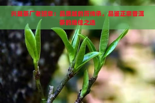 兴益茶厂老班章：品质越的历传承，品鉴正宗普洱茶的绝佳之选