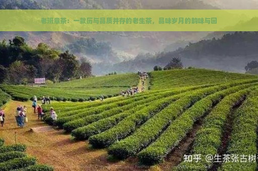 老班章茶：一款历与品质并存的老生茶，品味岁月的韵味与回