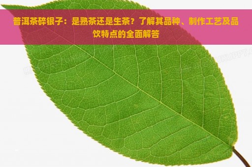 普洱茶碎银子：是熟茶还是生茶？了解其品种、制作工艺及品饮特点的全面解答