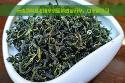 云南勐海县老班章茶园精选普洱茶，口感醇厚回