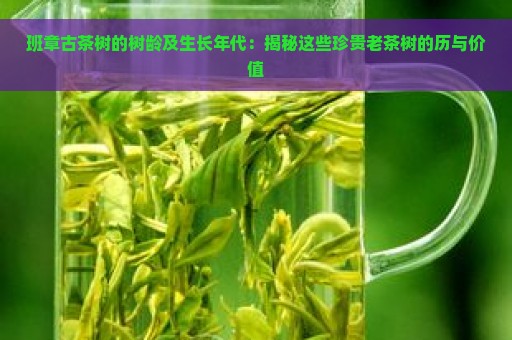 班章古茶树的树龄及生长年代：揭秘这些珍贵老茶树的历与价值