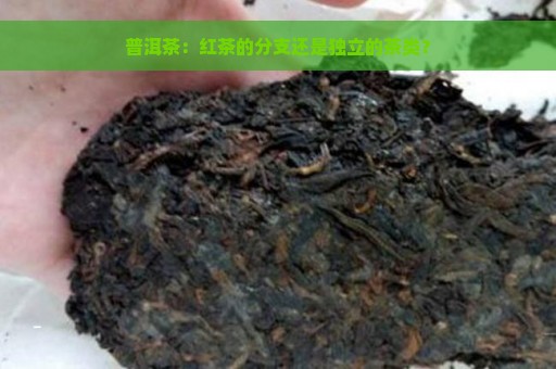 普洱茶：红茶的分支还是独立的茶类？