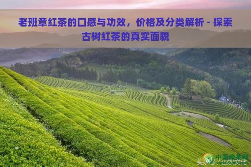 老班章红茶的口感与功效，价格及分类解析 - 探索古树红茶的真实面貌