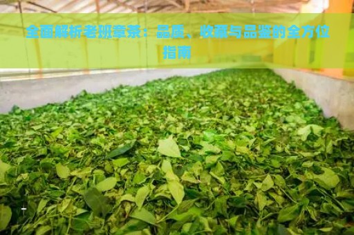 全面解析老班章茶：品质、收藏与品鉴的全方位指南