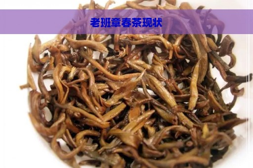 老班章春茶现状