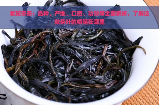 老班章茶：品种、产地、口感、功效等全面解析，了解这款茶叶的精髓在哪里