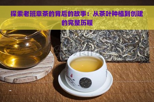 探索老班章茶的背后的故事：从茶叶种植到创建的完整历程