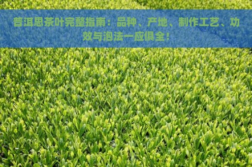 普洱思茶叶完整指南：品种、产地、制作工艺、功效与泡法一应俱全！