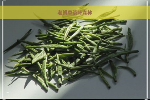 老班章茶叶森林