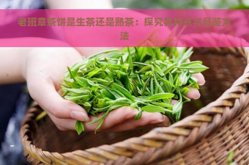 老班章茶饼是生茶还是熟茶：探究其特点与品鉴方法