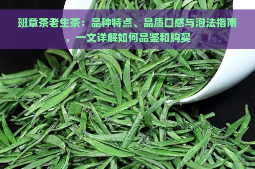 班章茶老生茶：品种特点、品质口感与泡法指南，一文详解如何品鉴和购买