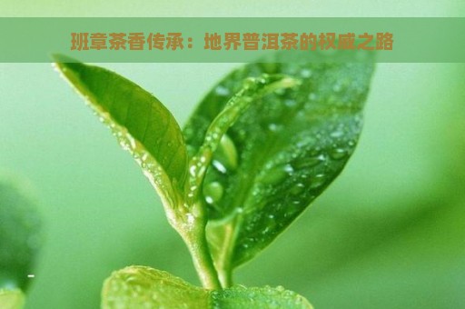 班章茶香传承：地界普洱茶的权威之路