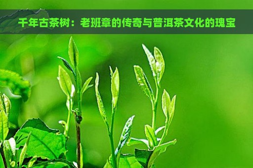 千年古茶树：老班章的传奇与普洱茶文化的瑰宝