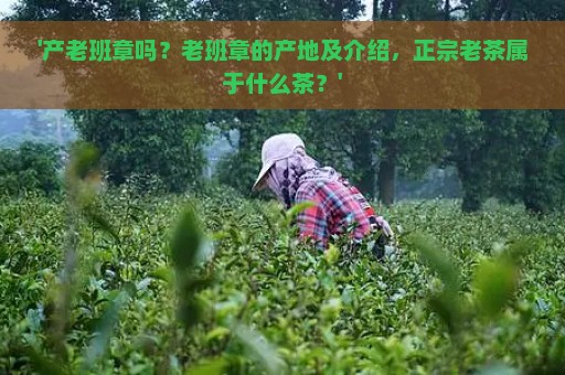 '产老班章吗？老班章的产地及介绍，正宗老茶属于什么茶？'