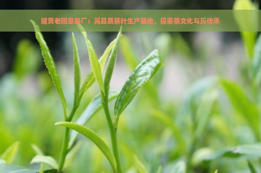 瑞贡老班章茶厂：高品质茶叶生产基地，探索茶文化与历传承