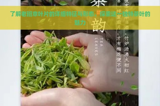 了解老班章叶片的详细特征与形态，探索这一独特茶叶的魅力