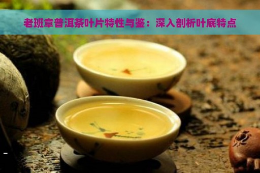 老班章普洱茶叶片特性与鉴：深入剖析叶底特点