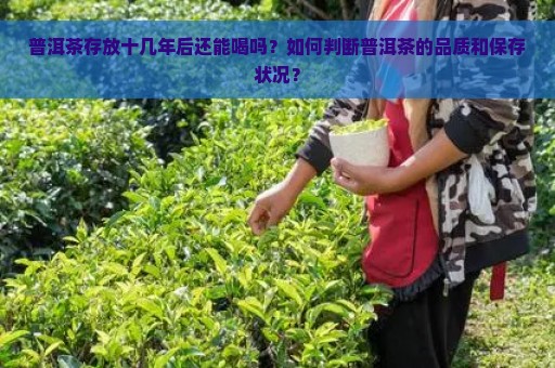 普洱茶存放十几年后还能喝吗？如何判断普洱茶的品质和保存状况？