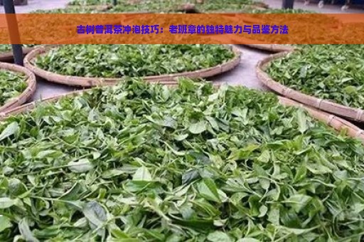 古树普洱茶冲泡技巧：老班章的独特魅力与品鉴方法