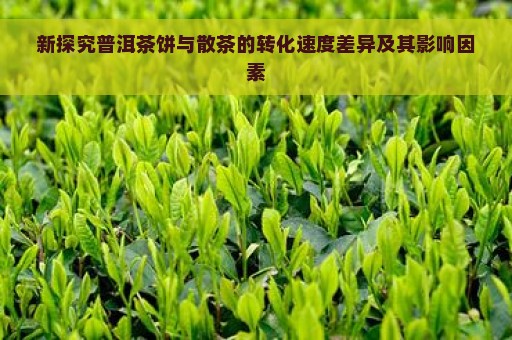 新探究普洱茶饼与散茶的转化速度差异及其影响因素