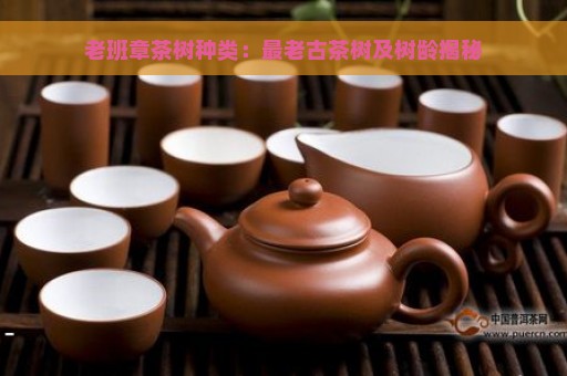 老班章茶树种类：最老古茶树及树龄揭秘