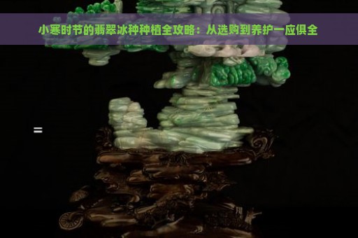 小寒时节的翡翠冰种种植全攻略：从选购到养护一应俱全