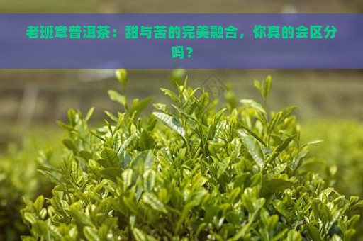 老班章普洱茶：甜与苦的完美融合，你真的会区分吗？