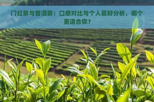 门红茶与普洱茶：口感对比与个人喜好分析，哪个更适合你？