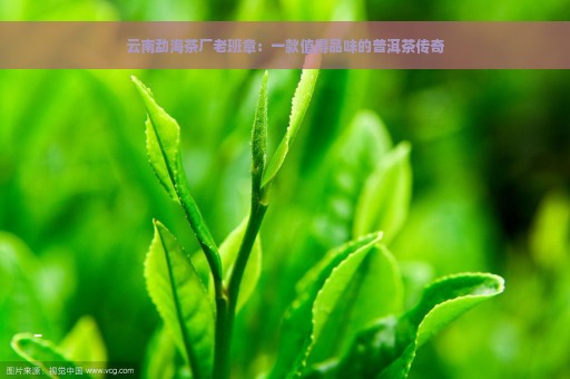 云南勐海茶厂老班章：一款值得品味的普洱茶传奇