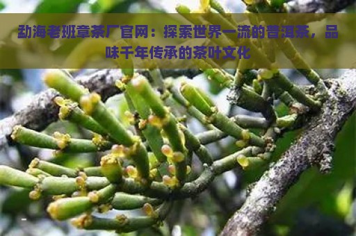 勐海老班章茶厂官网：探索世界一流的普洱茶，品味千年传承的茶叶文化