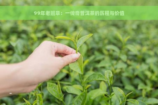 99年老班章：一传奇普洱茶的历程与价值