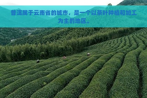 普洱属于云南省的城市，是一个以茶叶种植和加工为主的地区。