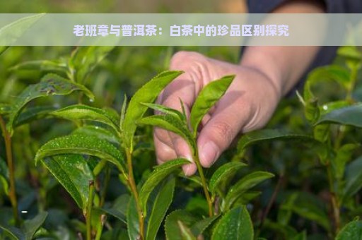 老班章与普洱茶：白茶中的珍品区别探究