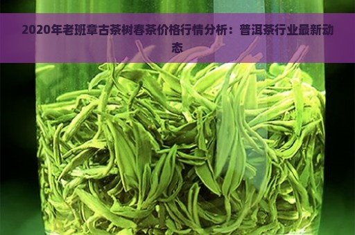 2020年老班章古茶树春茶价格行情分析：普洱茶行业最新动态