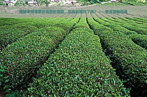 揭秘老班章茶价高昂的原因，你真的喝对了吗？——普洱茶新视角