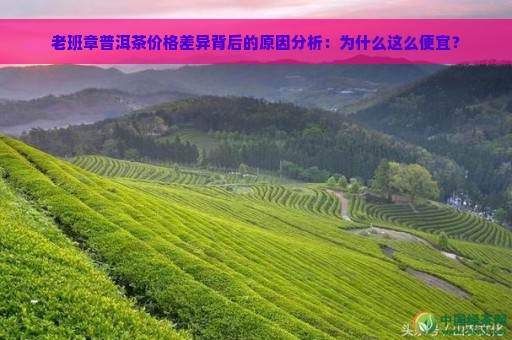 老班章普洱茶价格差异背后的原因分析：为什么这么便宜？