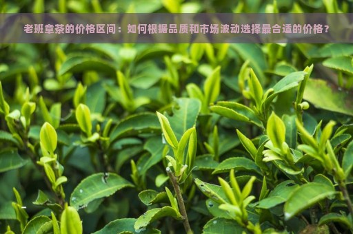 老班章茶的价格区间：如何根据品质和市场波动选择最合适的价格？