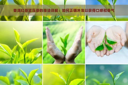 普洱红茶紧压茶的泡法详解：如何正确冲泡以获得口感和香气