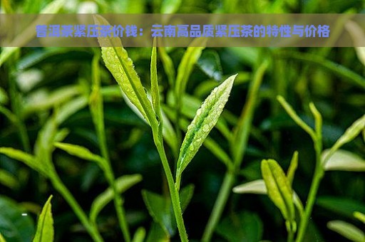 普洱茶紧压茶价钱：云南高品质紧压茶的特性与价格