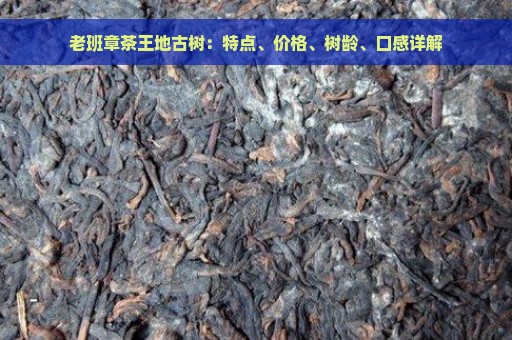 老班章茶王地古树：特点、价格、树龄、口感详解