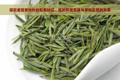 探究老班章叶片的形态特征、生长环境及其与茶树品质的关系