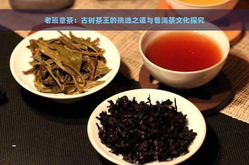 老班章茶：古树茶王的挑选之道与普洱茶文化探究