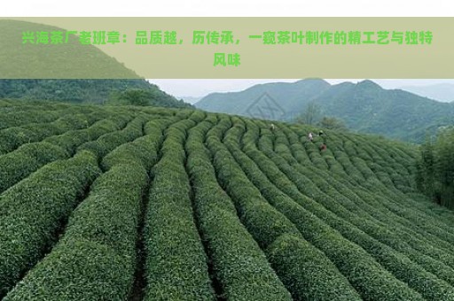 兴海茶厂老班章：品质越，历传承，一窥茶叶制作的精工艺与独特风味