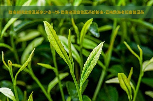 勐海老班章普洱茶多少钱一饼-勐海老班章普洱茶价格表-云南勐海老班章普洱茶