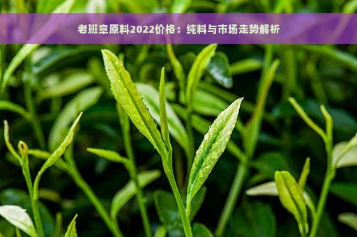 老班章原料2022价格：纯料与市场走势解析