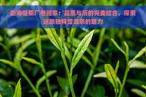 勐海恒茶厂老班章：品质与历的完美结合，探索这款独特普洱茶的魅力